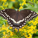 Papilio palamedes - Photo (c) Bill Swindaman,  זכויות יוצרים חלקיות (CC BY-NC)