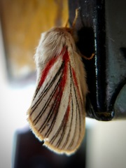 Grammodora nigrolineata