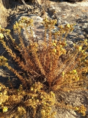 Deinandra minthornii