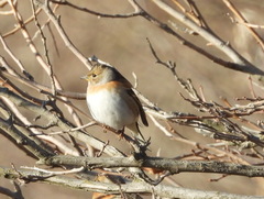 Fringilla montifringilla