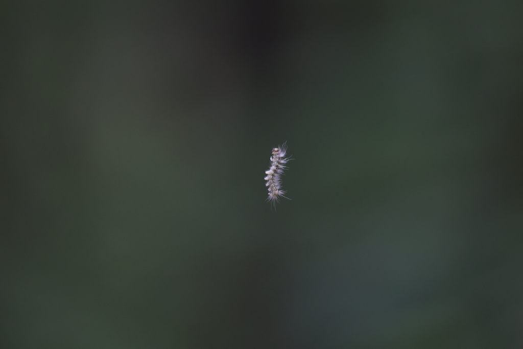 Butterflies and Moths from Bogorodskiy rayon, Nizhegorod, Russia on