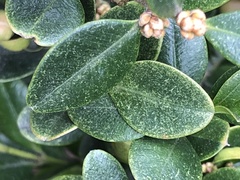 Eurytetranychus buxi