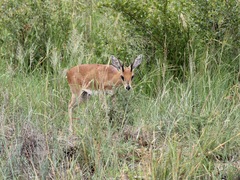 Raphicerus campestris campestris