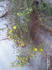 Deinandra minthornii