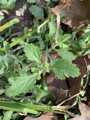 Verbena lasiostachys