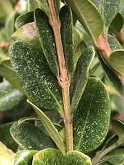 Eurytetranychus buxi