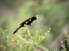 Euplectes albonotatus