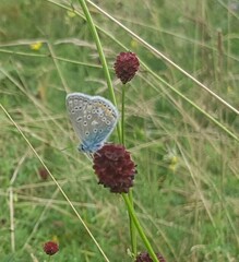 Polyommatus icarus