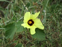 Hibiscus calyphyllus