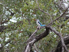 Halcyon senegalensis