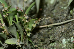 Stelis hirtella