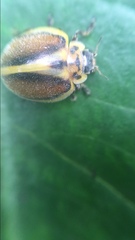 Epilachna clandestina