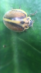 Epilachna clandestina