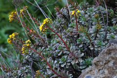 Aeonium spathulatum
