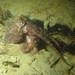 Club Pygmy Octopus - Photo (c) Sarah Milicich, some rights reserved (CC BY-NC), uploaded by Sarah Milicich