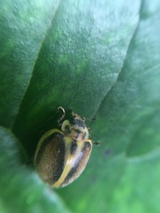 Epilachna clandestina