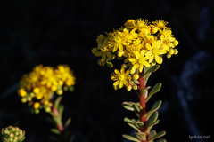 Aeonium spathulatum