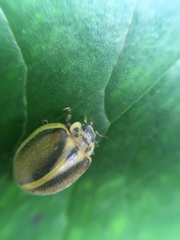 Epilachna clandestina
