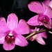 Phalaenopsis-Type Dendrobiums - Photo (c) Fitri Jatmika, some rights reserved (CC BY-NC), uploaded by Fitri Jatmika