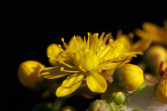 Aeonium spathulatum