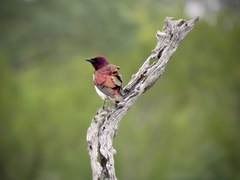 Cinnyricinclus leucogaster
