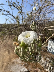 Ipomoea arborescens