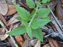 Praxelis clematidea