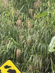 Miscanthus floridulus