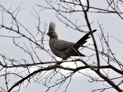 Corythaixoides concolor