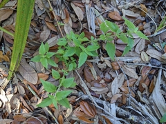 Praxelis clematidea