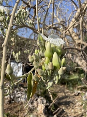 Ipomoea arborescens