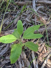 Pluchea carolinensis