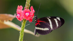 Heliconius pachinus