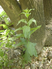 Cestrum parqui