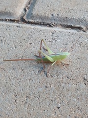 Conocephalus caudalis