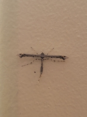 Anstenoptilia marmarodactyla