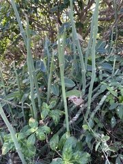 Euphorbia tithymaloides