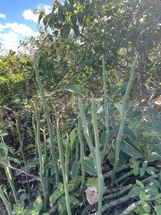 Euphorbia tithymaloides