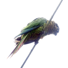Pyrrhura frontalis