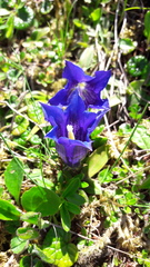 Gentiana clusii