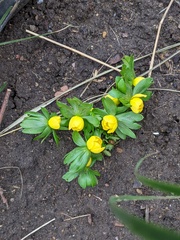 Eranthis hyemalis