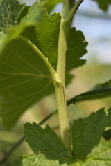 Ribes americanum