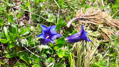 Gentiana clusii