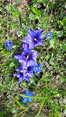 Gentiana clusii
