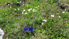 Gentiana clusii
