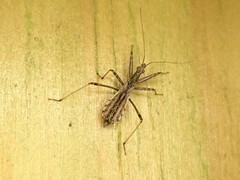 Nabis biformis