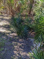 Yucca aloifolia