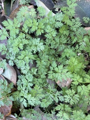Chaerophyllum tainturieri