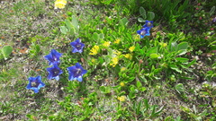 Gentiana clusii