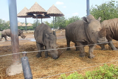 Ceratotherium simum